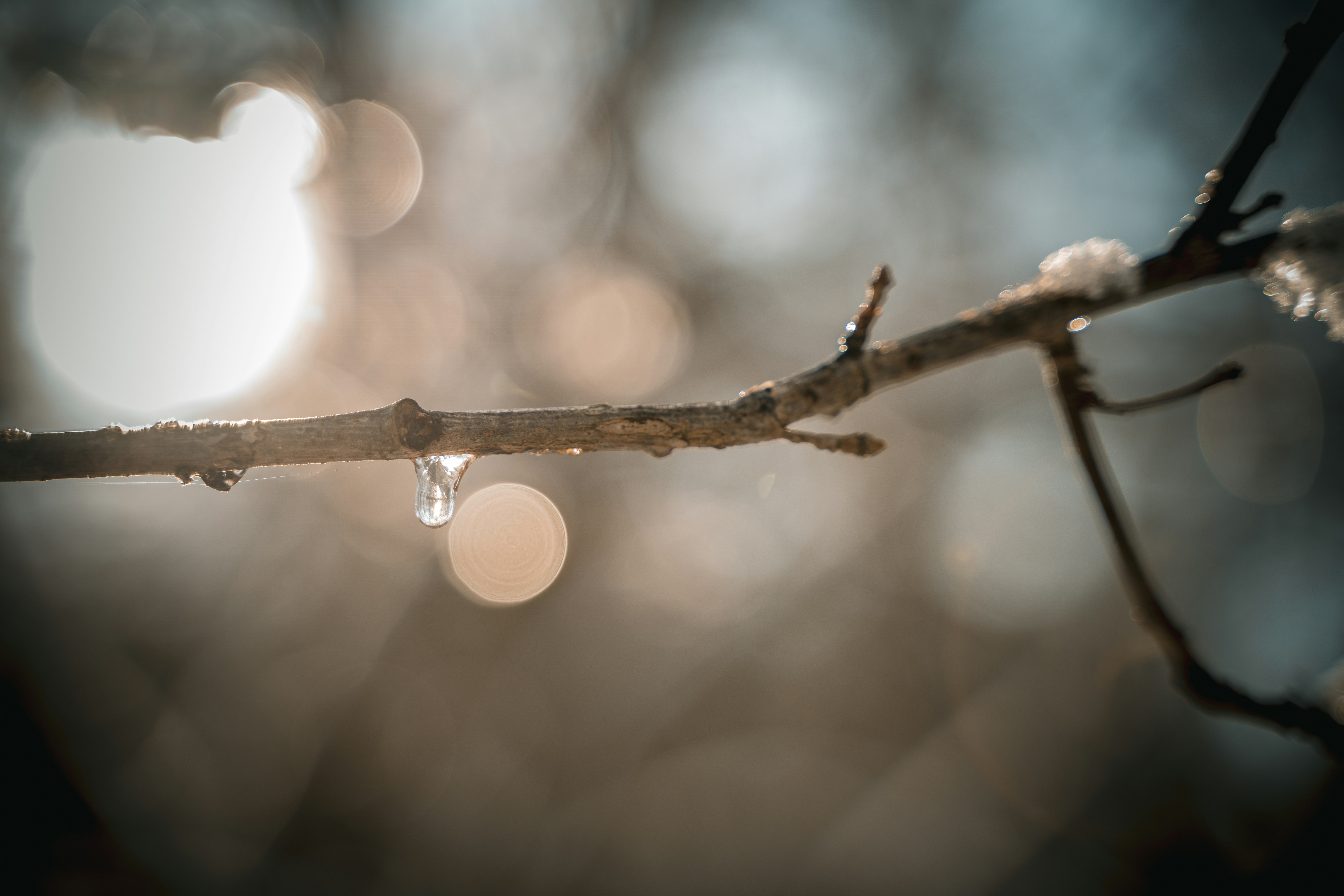 brown tree branch with water droplets